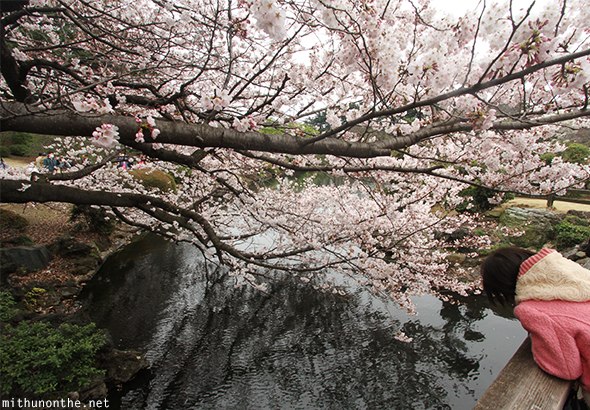 Kid bridge sakura tree Japan