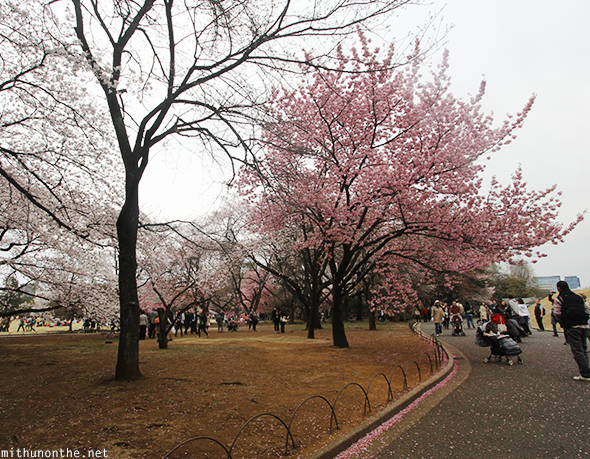 Large pink sakura tree Tokyo Japan