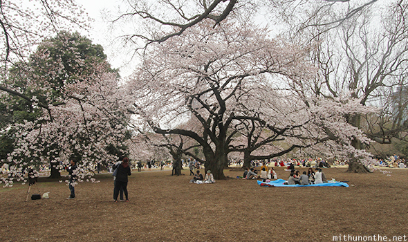 Large sakura tree Shinjuku Gyoen