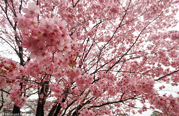 Pink sakura flower Hanami season Tokyo