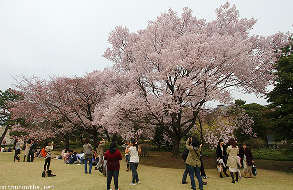 Pink sakura tree Imperial garden Tokyo