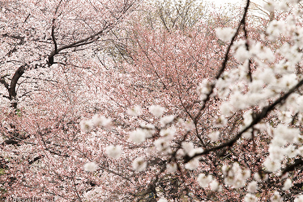 Sakura flower trees Hanami Shinjuku