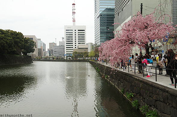 Sakura tree lake Imperial Palace Tokyo