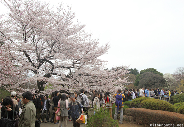 Sakura tree Shinjuku Gyoen crowds