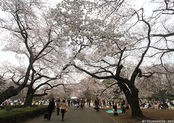 Sakura trees Shinjuku Gyoen Tokyo