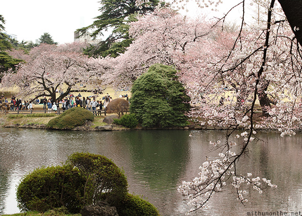 Shinjuku Gyoen cherry blossom lake Japan