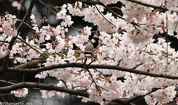Small bird cherry blossom tree Japan