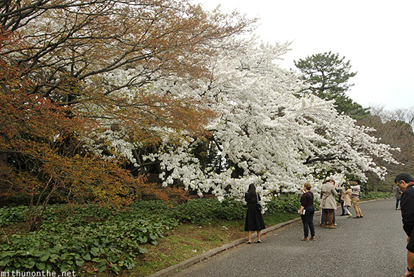 White sakura tree Imperial garden Tokyo