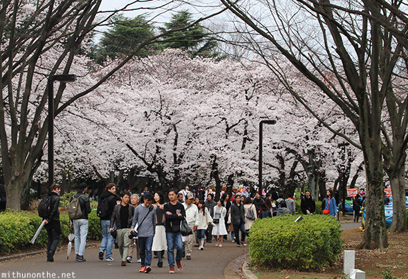 Cherry blossoms Yoyogi park Japan