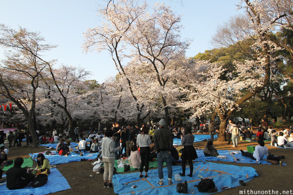 Picnics Ueno Park sakura season Tokyo