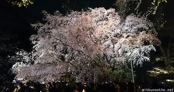 Rikugien old sakura tree Tokyo