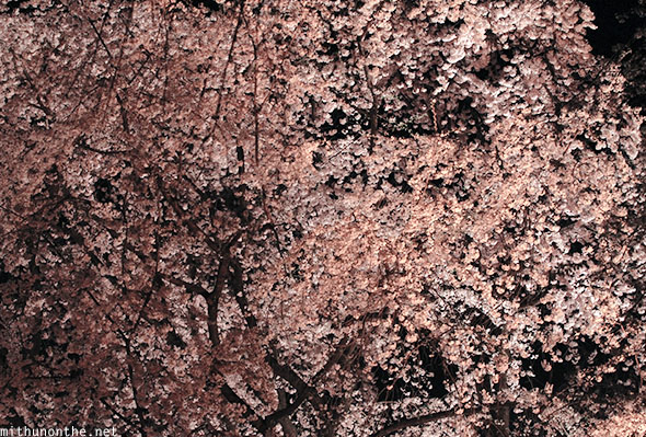 Sakura flowers weeping cherry tree Rikugien