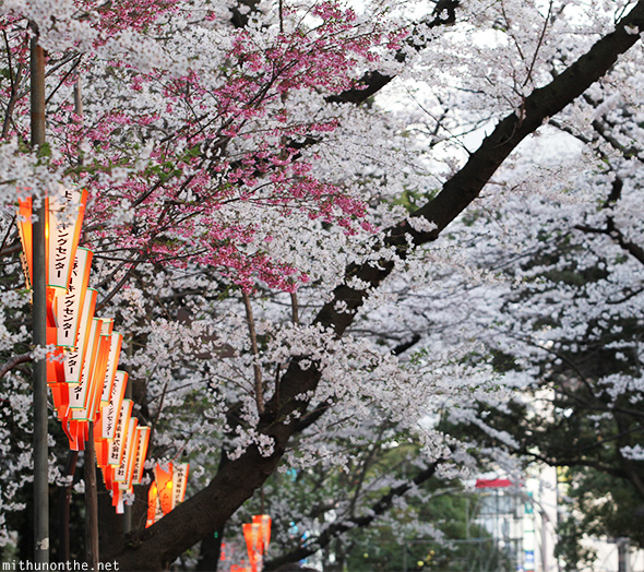 Sakura season Ueno park evening Tokyo