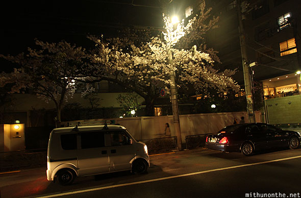 Sakura tree at night Tokyo city