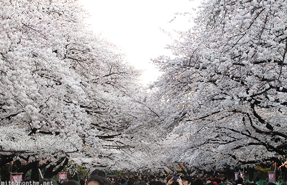 Sakura tree full bloom Ueno park Japan