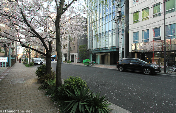 Sakura trees Akihabara street Tokyo