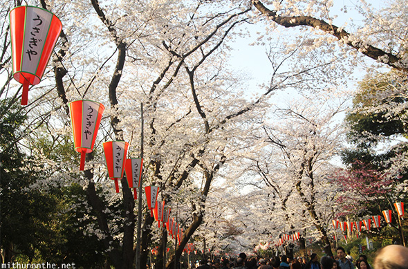 Sakura trees Ueno park Tokyo