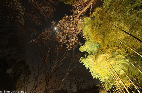 Trees at night Rikugien Tokyo