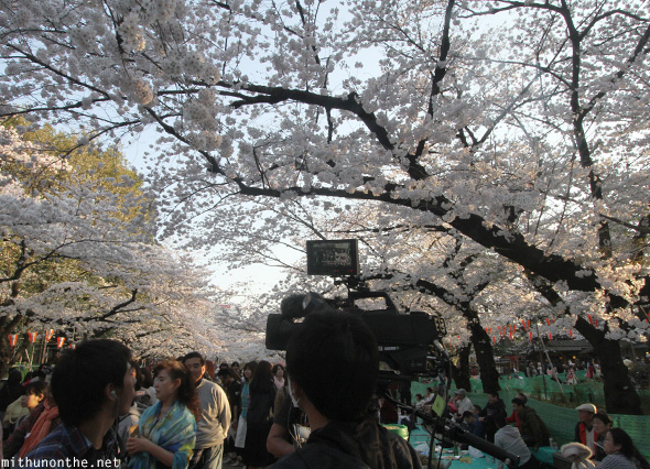 TV camera Ueno park sakura season