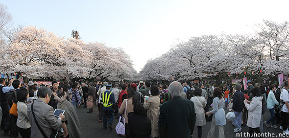 Ueno park sakura full bloom crowds