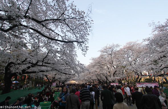 Ueno park sakura season Tokyo