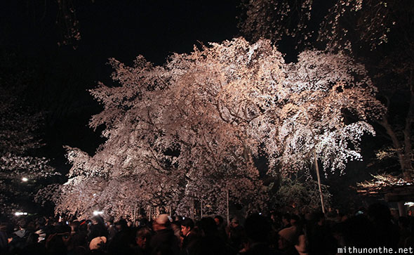 Weeping cherry tree Rikugien garden Tokyo