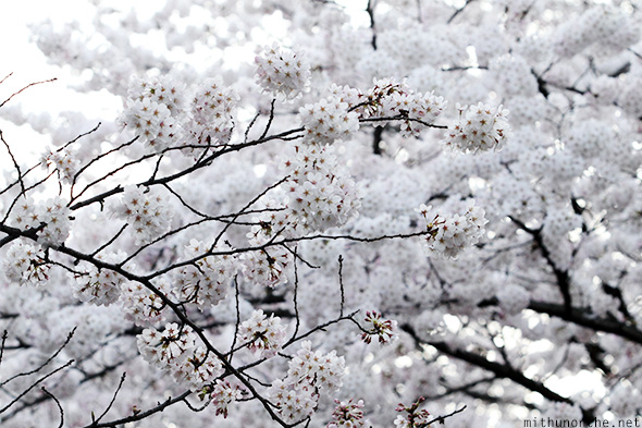 White cherry blossom flower Ueno park