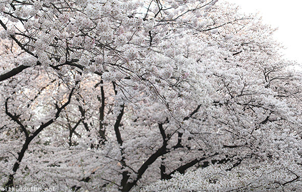 White cherry blossom tree Ueno park