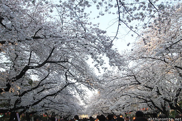 White cherry blossom trees Ueno park