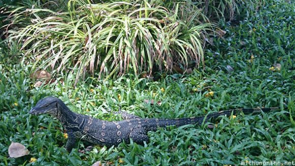 Monitor lizard Lumphini gardens Bangkok