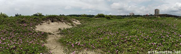 Flower field Kannur panorama