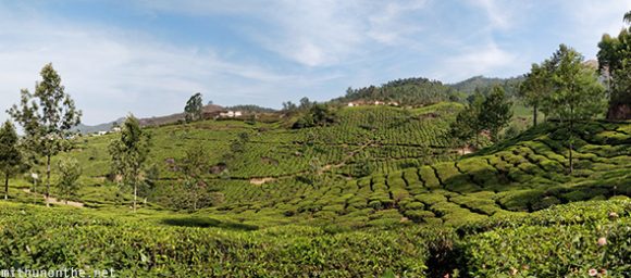 Munnar tea plantation panorama