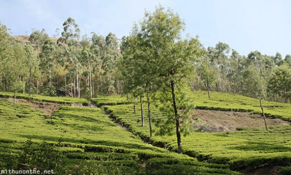 Munnar tea plantation tree Kerala