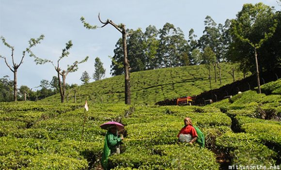 Tea plantation women workers Munnar