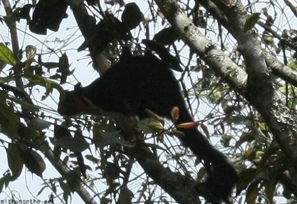 Giant squirrel Munnar Kerala