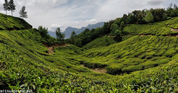 Top station tea plantation panorama