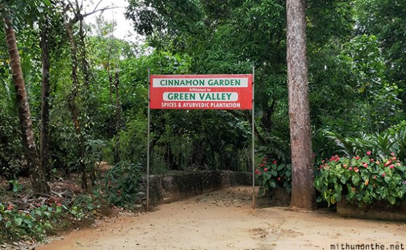Cinnamon Spice Garden Munnar Kerala