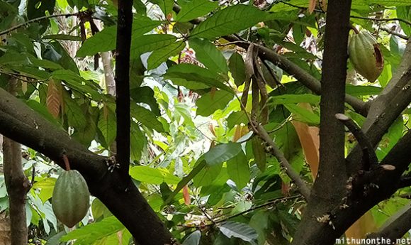 Cocoa fruit Munnar Kerala