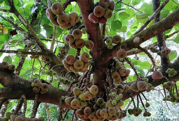 Fig fruit tree Munnar Kerala