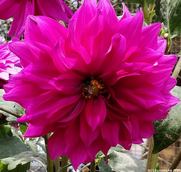 Flower bee Munnar Kerala