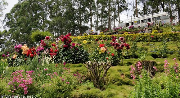Flower garden hill Munnar