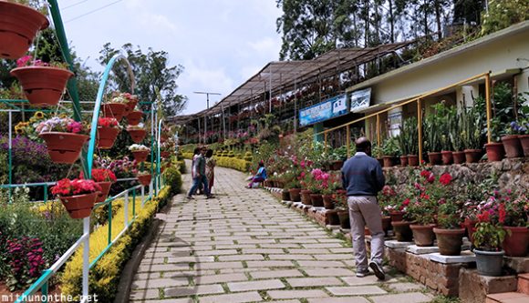 Flower garden Munnar Kerala