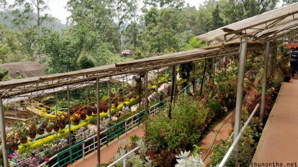 Horticulture center Munnar Kerala