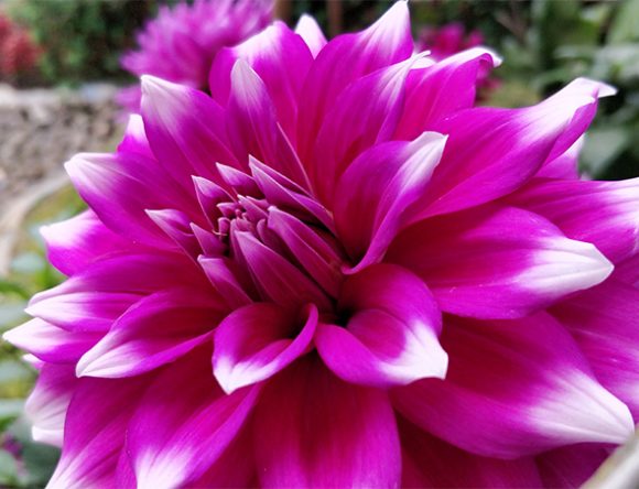 Purple flower closeup Munnar
