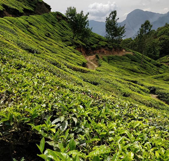 Tea leaves Top station Munnar