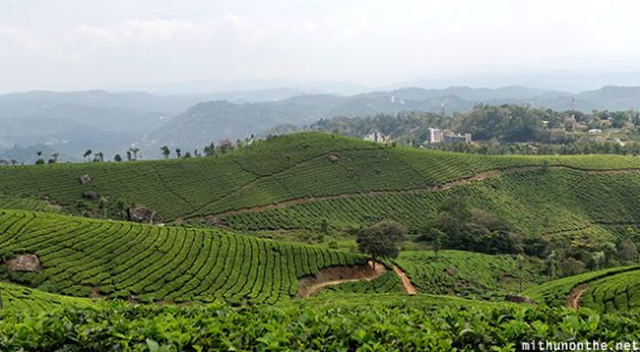 Tea plantation hillside Kerala