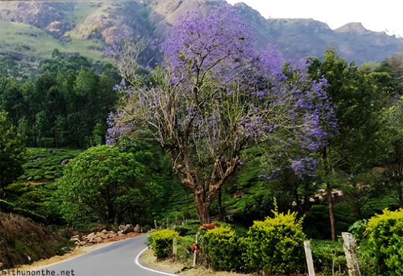 Violet flower tree Munnar Kerala