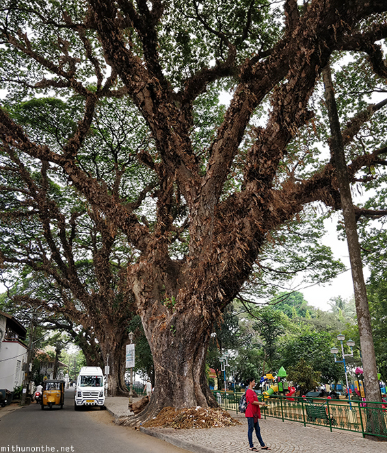 Large tree Fort Cochin