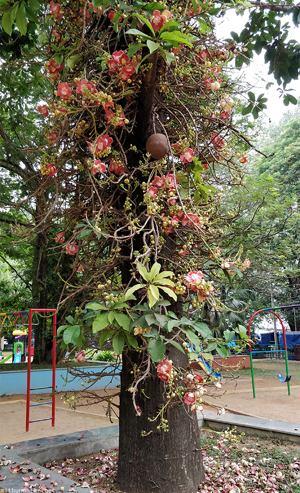 Strangely beautiful tree fruit kochi