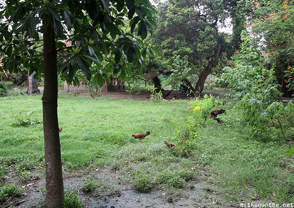 Choeung ek chicken fields